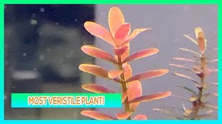 ROTALA INDICIA  AQUARIUM PLANT CARE GUIDE [upl. by Legir]