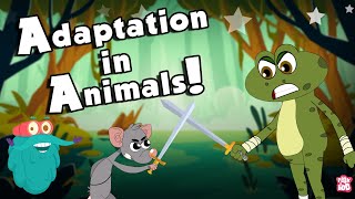 ANIMALS ADAPTATION  How Adaptation In Animals Work  The Dr Binocs Show  Peekaboo Kidz [upl. by Bili]