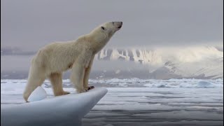 Best Polar Bear Moments  Part 1  BBC Earth [upl. by Mond]