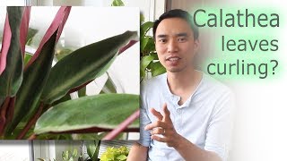 How to fix Calathea leaf curling and general care [upl. by Narak17]