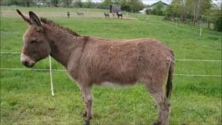 Animal sounds Donkey bray [upl. by Seabrooke]