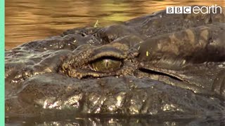 Top 5 Killer Crocodile Moments  BBC Earth [upl. by Giselle]