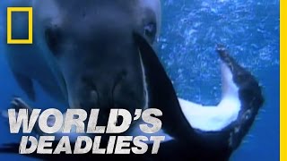 Seal vs Penguin  Worlds Deadliest [upl. by Eillen]