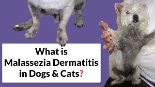 Malassezia Dermatitis in Dogs amp Cats Symptoms amp Treatment [upl. by Haldes]