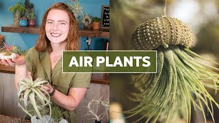 Air Plants Tillandsia 101  Care Tips amp Fun Facts [upl. by Ahsain]