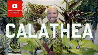 All you need to know about Calathea [upl. by Docile]