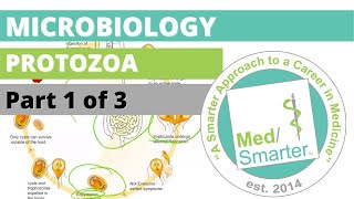 Protozoa  Microbiology  USMLE STEP 1  Part 1 of 3 [upl. by Murtha]