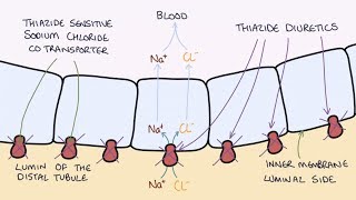 How do Thiazide Diuretics Work Understanding Bendroflumethiazide and Indapamide [upl. by Lliw]