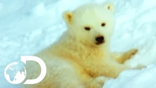 Mother Polar Bear And Her Cubs Come Out Of Hibernation  Wildest Arctic [upl. by Libove]