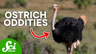 3 Fun Facts About Ostriches Youll Love [upl. by Boote160]