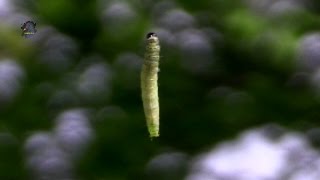 CHENILLE SuspendueTordeuse verte du ChêneTortrix viridana  BRUITX [upl. by Ellicott529]