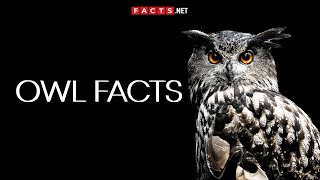 Mysterious OWL FACTS You Cant Miss [upl. by Jansen]