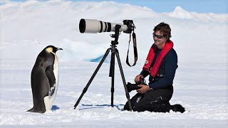 Are Penguins Friendly Explained [upl. by Ellenhoj]