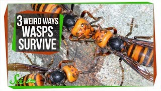 3 Wasps That Will Do Anything to Survive [upl. by Granville]