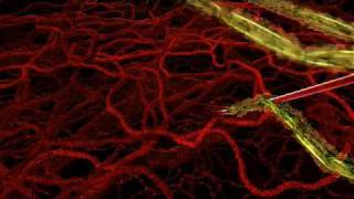 HHMI  Life Cycle of Malaria Parasite in Human Host [upl. by Ekle]