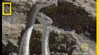 Rattlesnake Love  National Geographic [upl. by Ees]