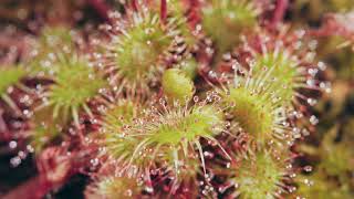 Sundews A Sticky Situation  feat Drosera Rotundifolia [upl. by Wilde]