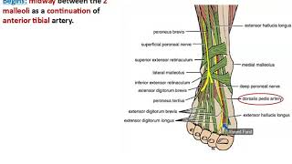 Anterior Tibial Artery  Dr Ahmed Farid [upl. by Aretta]