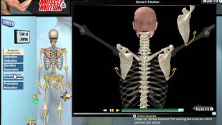 How Scapular Movement Works 3D Anatomy amp Diagrams [upl. by Ploss441]