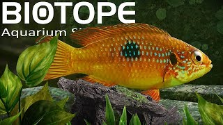 INSANELY Detailed Aquarium Simulator  Biotope Gameplay [upl. by Shawn]