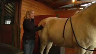 Equine Chiropractic Treatment The Pelvis [upl. by Sisxela213]