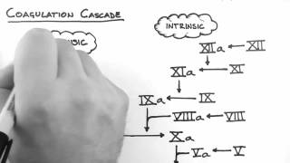 Haemostasis 2  Coagulation Cascade [upl. by Kling]