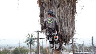 Preventing Palm Tree Trimmer Fatalities [upl. by Bibeau]