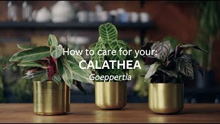 How to care for your Calathea  Grow at Home  RHS [upl. by Eiznek]