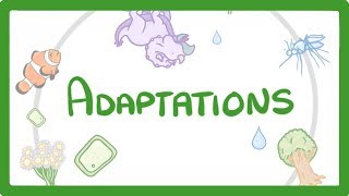 GCSE Biology  Adaptations 79 [upl. by Kokoruda]