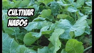 Como Cultivar Nabos en el Huerto  Muy Facil [upl. by Sari]