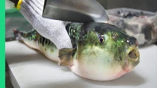 Eating Japans POISONOUS PufferFish ALMOST DIED Ambulance [upl. by Fisher]