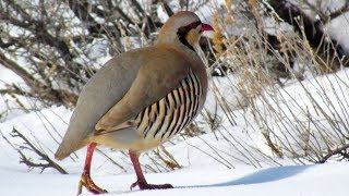 Chukar Partridge  Unique Flavourful LowMaintenance [upl. by Nel]