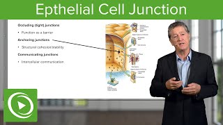 Eptihelial Cell Junctions – Histology  Lecturio [upl. by Frederico304]