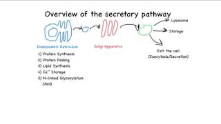 Overview of the secretory pathway [upl. by Gan939]