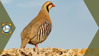 Field Clean a Chukar [upl. by Holleran]