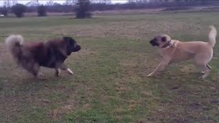 Caucasian ovcharka vs Kangal Shepperd [upl. by Cleland]