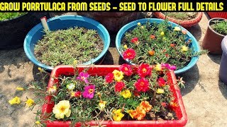 How To Grow Portulaca Or Moss Rose From SeedsFull Information From Seed To Flower [upl. by Ahsenrac]