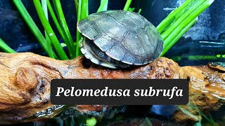 Pelomedusa SubrufaTurtleTerrapinTortoise [upl. by Calia]