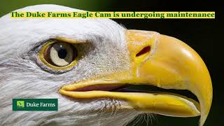 Duke Farms Eagle Cam [upl. by Dammahom868]