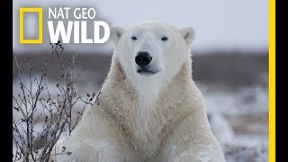 Wild Polar Bear  Predator of Arctic Ocean  Ice Bears 2018 Documentary [upl. by Leveridge]