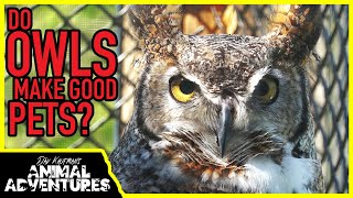 DO OWLS MAKE GOOD PETS [upl. by Svend]