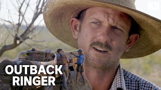 A tough crew muster feral cattle in outback Australia  Outback Ringer [upl. by Natalya592]