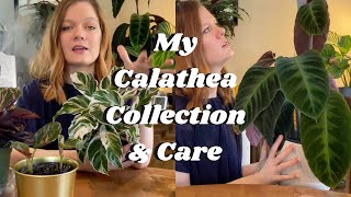 Calathea Collection amp Care  10 Calathea Varieties  2020  Fussy or Misunderstood [upl. by Narcis]