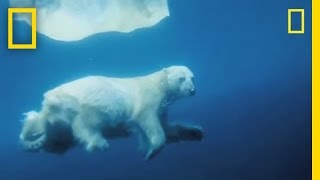 Underwater Polar Bear  National Geographic [upl. by Eirret]