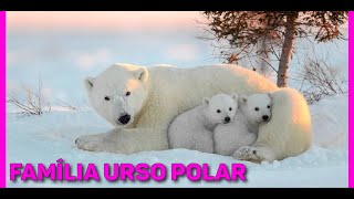 COMO O URSO POLAR VIVE [upl. by Yennor290]