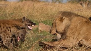 Lion vs Hyenas Original uncut epic battle [upl. by Lopes]