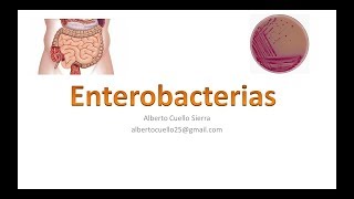 Microbiologia Enterobacterias [upl. by Arihday204]