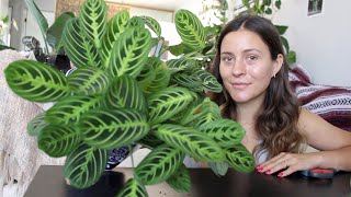 How To Make a Prayer Plant Houseplant More Full  Maranta Plant Propagation [upl. by Eenahs]