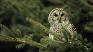 Voices Barred Owl [upl. by Kalb278]