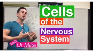 Cells of the Nervous System Neurons and Glia [upl. by Tye]